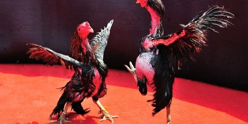 Hướng dẫn tham gia cá cược đá gà C4 an toàn